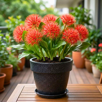 Football Lily Flower Bulb (05N) Easy Growing Blood Lily / Paintbrush Lily Bulbs for Home Gardening