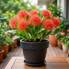 Football Lily Flower Bulb (05N) Easy Growing Blood Lily / Paintbrush Lily Bulbs for Home Gardening