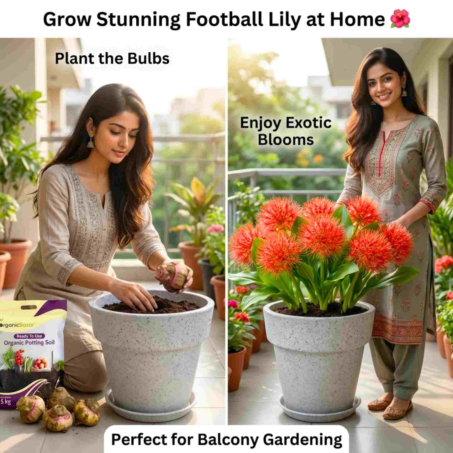 Football Lily Flower Bulb (05N) Easy Growing Blood Lily / Paintbrush Lily Bulbs for Home Gardening