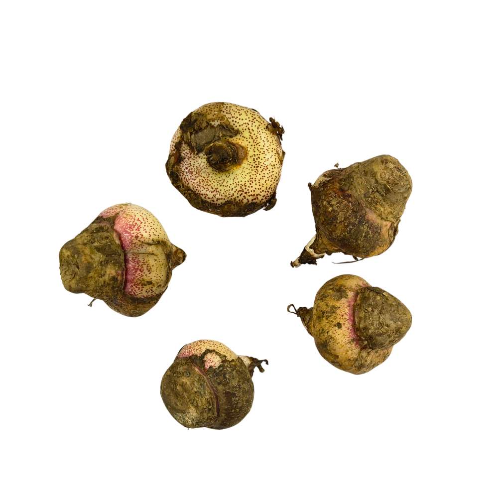 Football Lily Flower Bulb (05N) Easy Growing Blood Lily / Paintbrush Lily Bulbs for Home Gardening