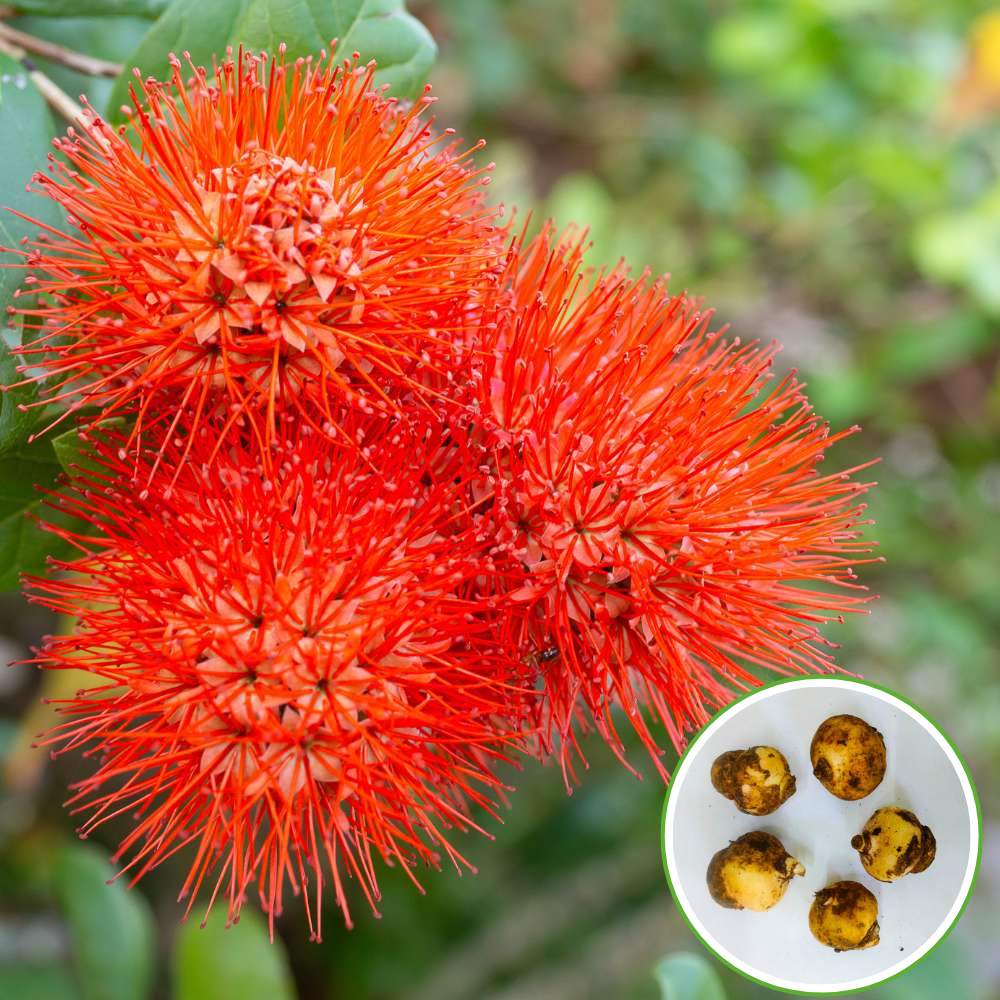 Football Lily Flower Bulb (05N) Easy Growing Blood Lily / Paintbrush Lily Bulbs for Home Gardening