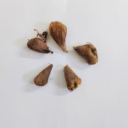 Freesia Purple Flower Bulbs (05 bulbs)