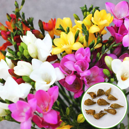 Freesia Mix Color Flower Bulb (10N)