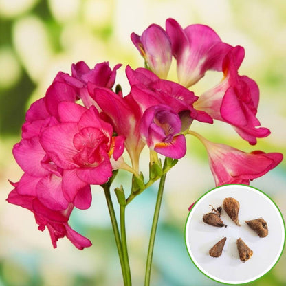 Freesia Pink Flower Bulbs (05 Bulbs)