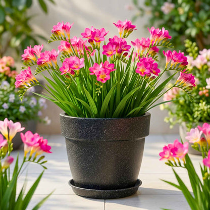 Freesia Pink Flower Bulbs (05 Bulbs)