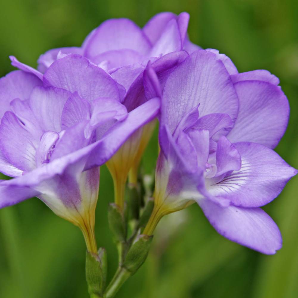Freesia Purple Flower Bulbs (05 bulbs)