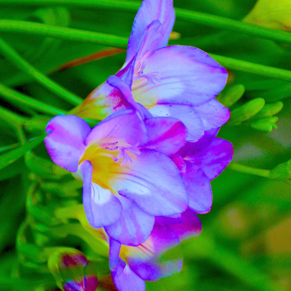 Freesia Purple Flower Bulbs