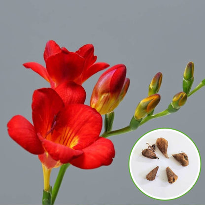 Freesia Red Flower Bulbs (05 Bulbs)