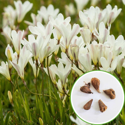 Freesia White Flower Bulbs (05 bulbs)