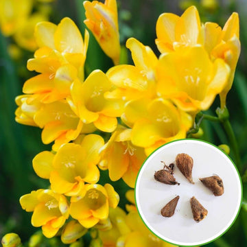 Freesia Yellow Flower Bulbs