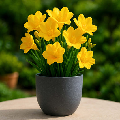 Freesia Yellow Flower Bulbs