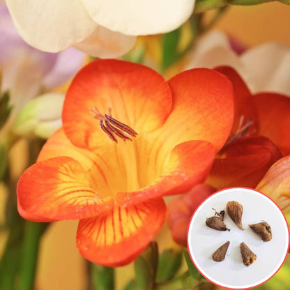 Freesia Orange Flower Bulbs (05 Bulbs)