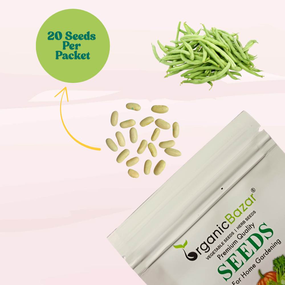 French Beans Bush Type (Dwarf) Seeds - 20 Seeds (फ्रेंच बीन्स के बीज) High Germination, Easy to Grow, High Yield Seeds For Terrace Gardening