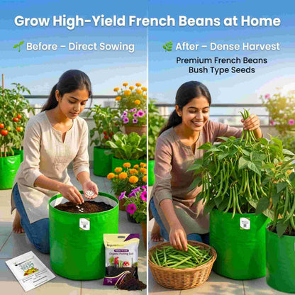 French Beans Bush Type (Dwarf) Seeds - 20 Seeds (फ्रेंच बीन्स के बीज) High Germination, Easy to Grow, High Yield Seeds For Terrace Gardening