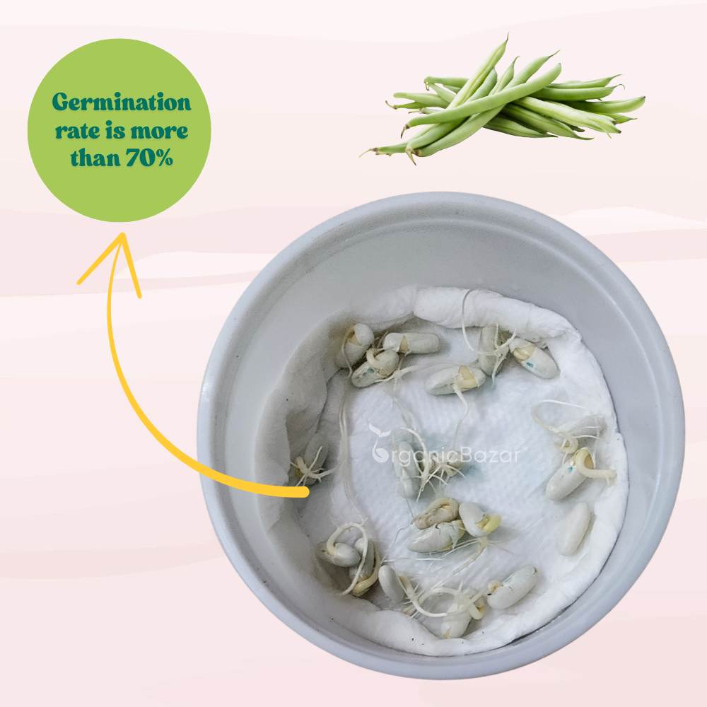 French Beans Seeds - 20 Seeds (फ्रेंच बीन्स के बीज) High Germination, Easy to Grow, High Yield Seeds For Terrace Gardening