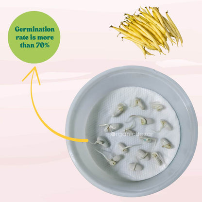 French Beans Yellow Seeds - 15 Seeds (फ्रेंच बीन्स के बीज) High Germination, Easy to Grow, High Yield Seeds For Terrace Gardening