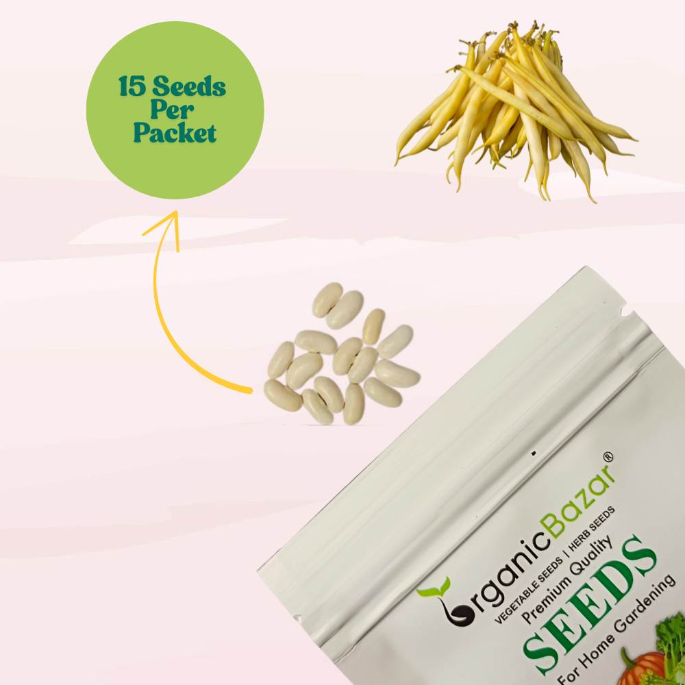 French Beans Yellow Seeds - 15 Seeds (फ्रेंच बीन्स के बीज) High Germination, Easy to Grow, High Yield Seeds For Terrace Gardening