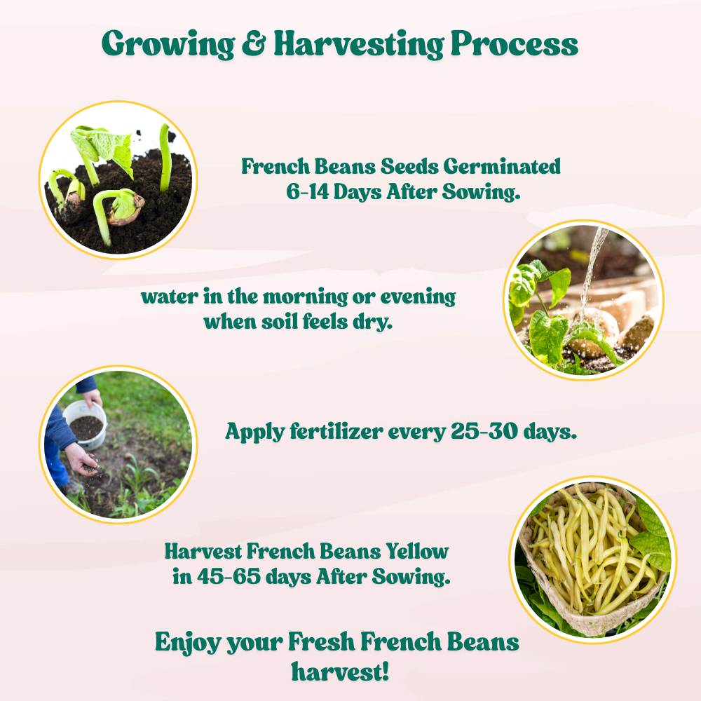 French Beans Yellow Seeds - 15 Seeds (फ्रेंच बीन्स के बीज) High Germination, Easy to Grow, High Yield Seeds For Terrace Gardening