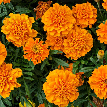 French Marigold Double Orange Seeds - 100 Seeds (Genda/गेंदा के फूल के बीज) High Germination/ Easy To grow/ Perfect for pots, balconies, or Terrace gardens