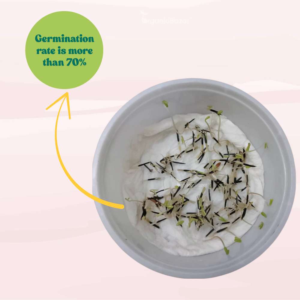 French Marigold Double Orange Seeds - 100 Seeds (Genda/गेंदा के फूल के बीज) High Germination/ Easy To grow/ Perfect for pots, balconies, or Terrace gardens