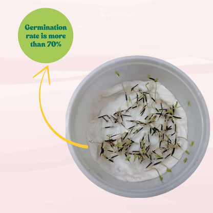 French Marigold Double Orange Seeds - 100 Seeds (Genda/गेंदा के फूल के बीज) High Germination/ Easy To grow/ Perfect for pots, balconies, or Terrace gardens