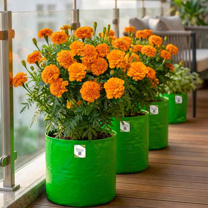 French Marigold Double Orange Seeds - 100 Seeds (Genda/गेंदा के फूल के बीज) High Germination/ Easy To grow/ Perfect for pots, balconies, or Terrace gardens
