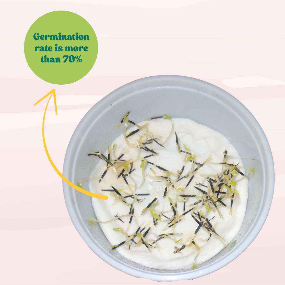 French Marigold Double Scarlet Red Seeds - 100 Seeds (Genda/गेंदा के फूल के बीज)