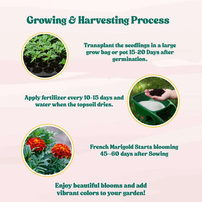 French Marigold Double Scarlet Red Seeds - 100 Seeds (Genda/गेंदा के फूल के बीज)