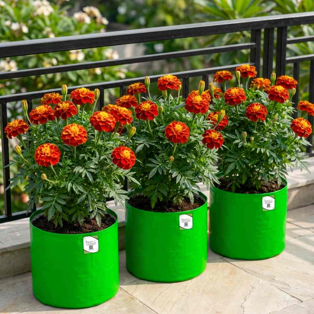 French Marigold Double Scarlet Red Seeds - 100 Seeds (Genda/गेंदा के फूल के बीज)