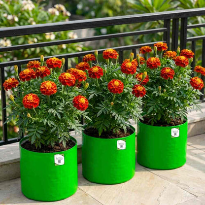 French Marigold Double Scarlet Red Seeds - 100 Seeds (Genda/गेंदा के फूल के बीज)