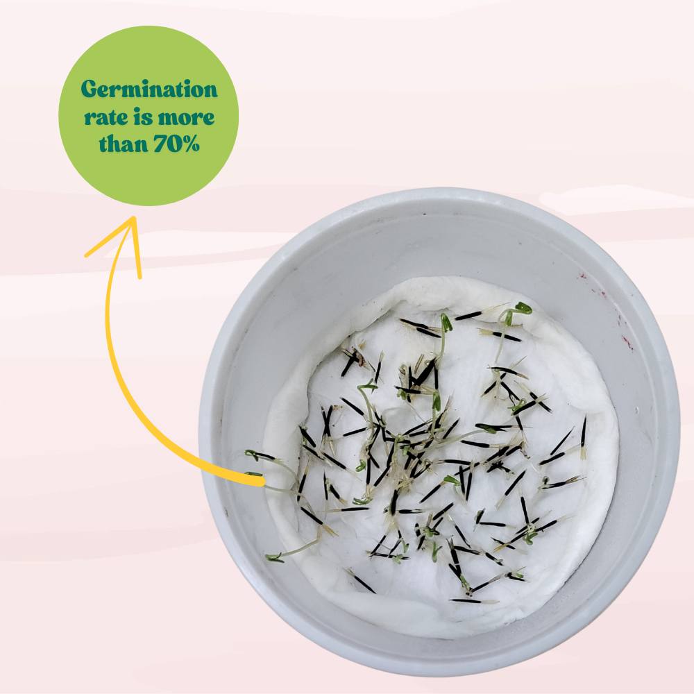 French Marigold Double Yellow Seeds - 100 Seeds (Genda/गेंदा के फूल के बीज) High Germination/ Easy To grow/ Perfect for pots, balconies, or Terrace gardens