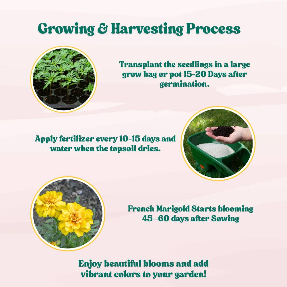 French Marigold Double Yellow Seeds - 100 Seeds (Genda/गेंदा के फूल के बीज) High Germination/ Easy To grow/ Perfect for pots, balconies, or Terrace gardens