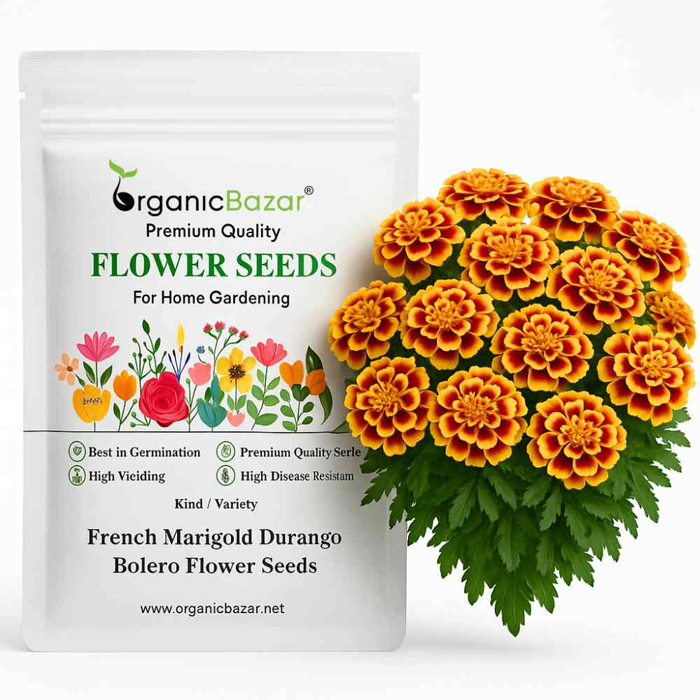 French Marigold Durango Bolero Flower Seeds (30 Seeds) High Germination/ Easy To grow/ Perfect for pots, balconies, or Terrace gardens