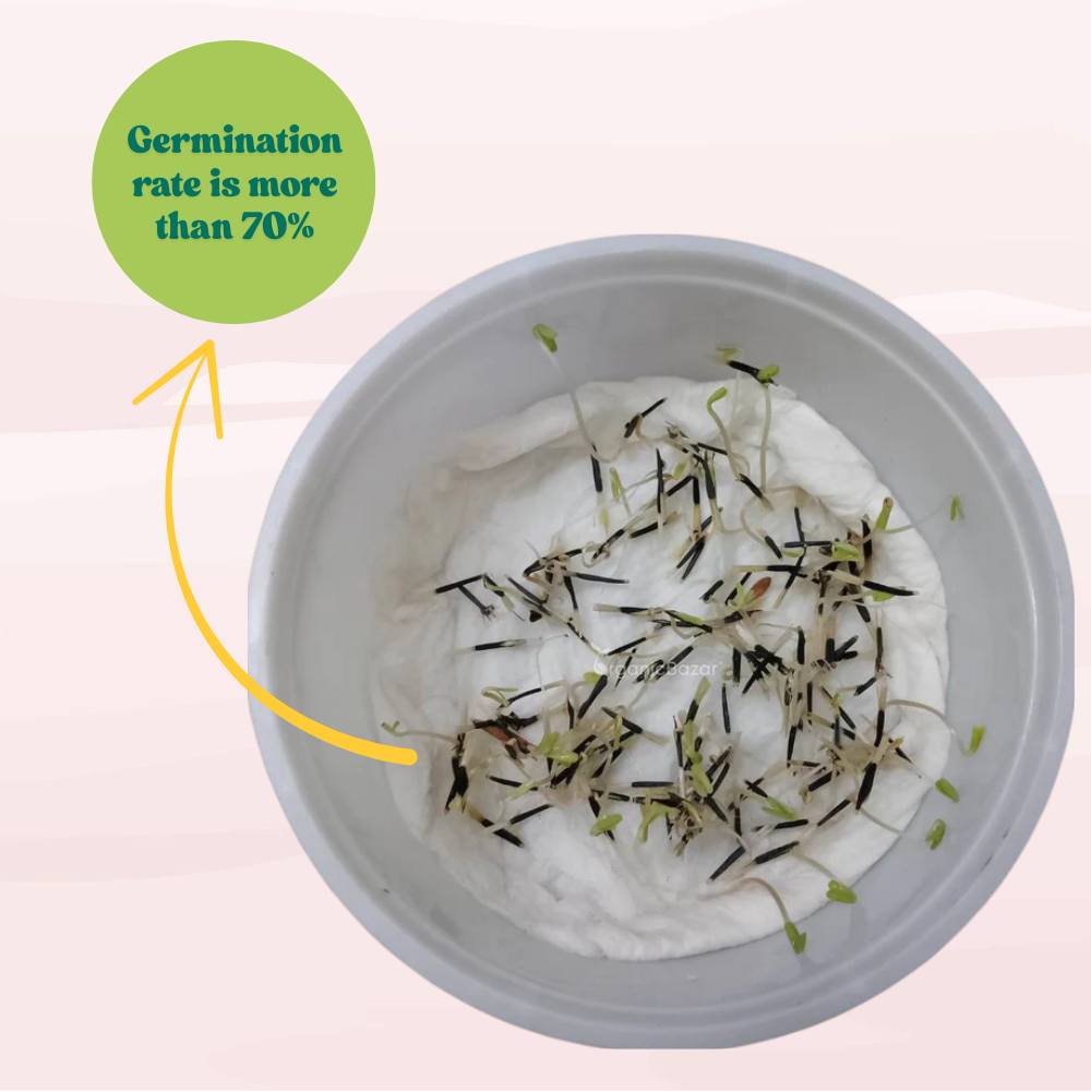 French Marigold Seeds - 100 Seeds (Genda/गेंदा के फूल के बीज) High Germination/ Easy To grow/ Perfect for pots, balconies, or Terrace gardens