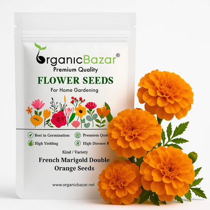 French Marigold Double Orange Seeds - 100 Seeds (Genda/गेंदा के फूल के बीज) High Germination/ Easy To grow/ Perfect for pots, balconies, or Terrace gardens