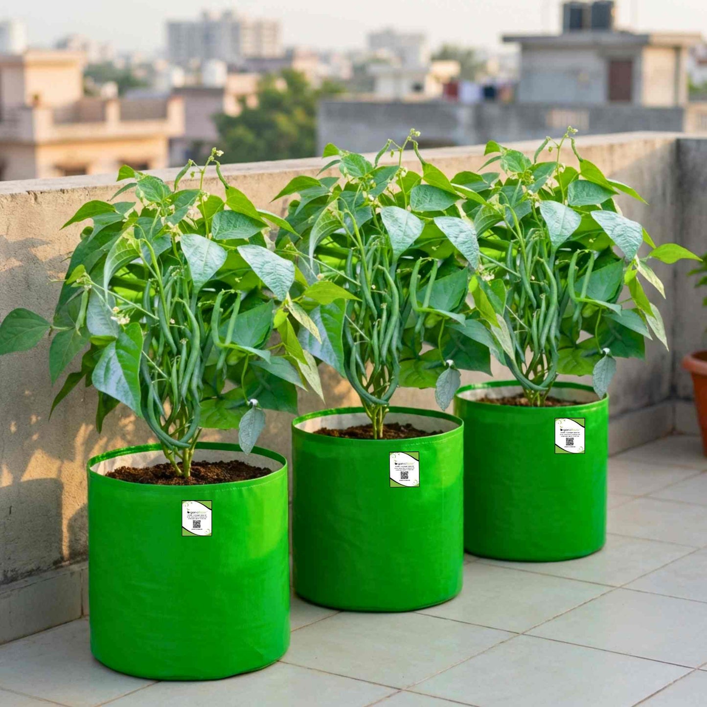 French Beans Seeds - 20 Seeds (फ्रेंच बीन्स के बीज) High Germination, Easy to Grow, High Yield Seeds For Terrace Gardening