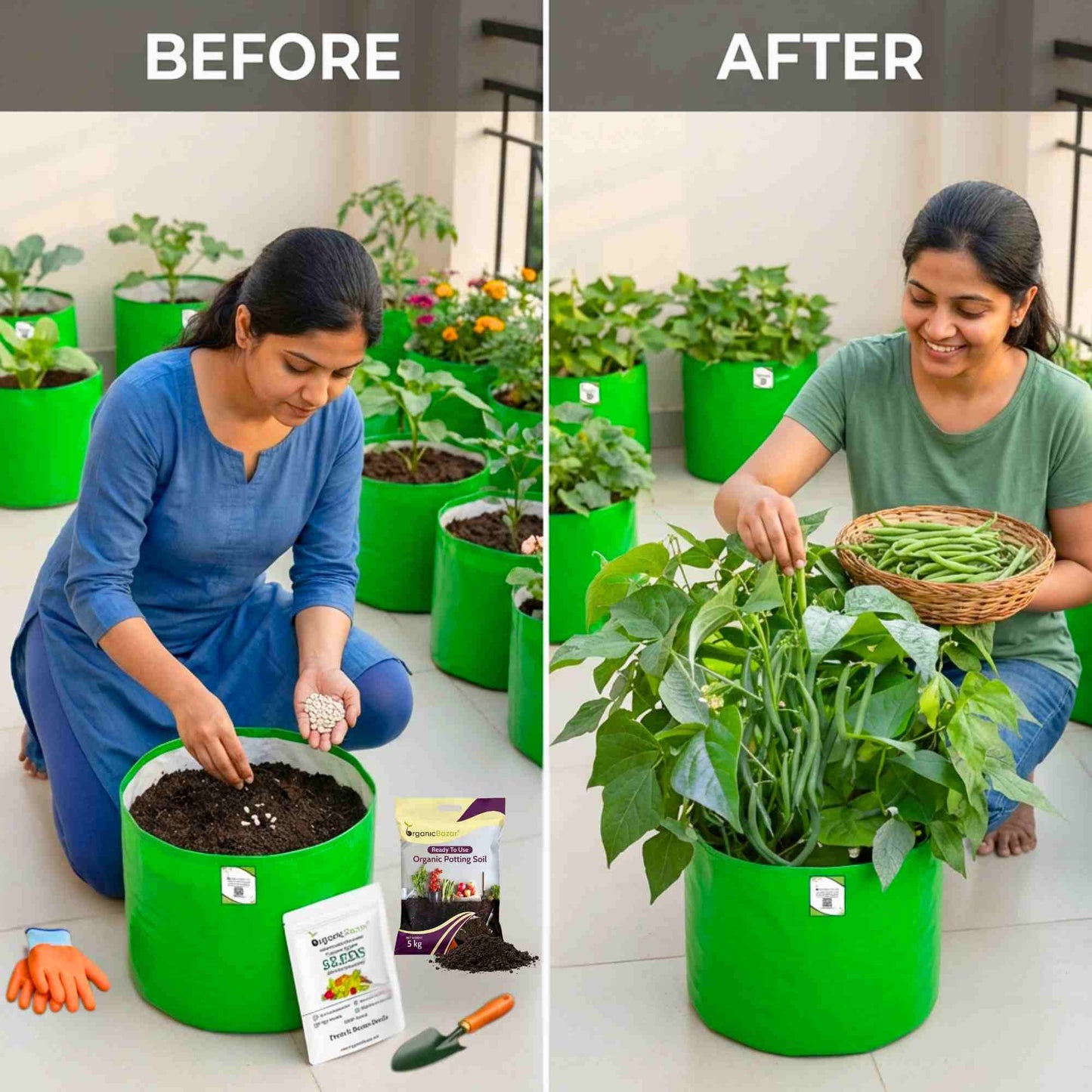 French Beans Seeds - 20 Seeds (फ्रेंच बीन्स के बीज) High Germination, Easy to Grow, High Yield Seeds For Terrace Gardening