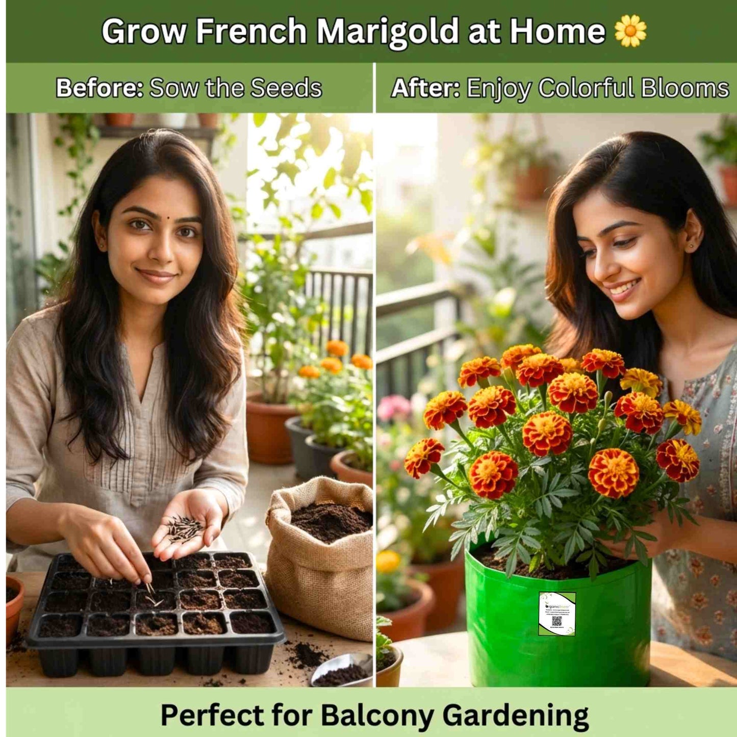 French Marigold Seeds - 100 Seeds (Genda/गेंदा के फूल के बीज) High Germination/ Easy To grow/ Perfect for pots, balconies, or Terrace gardens