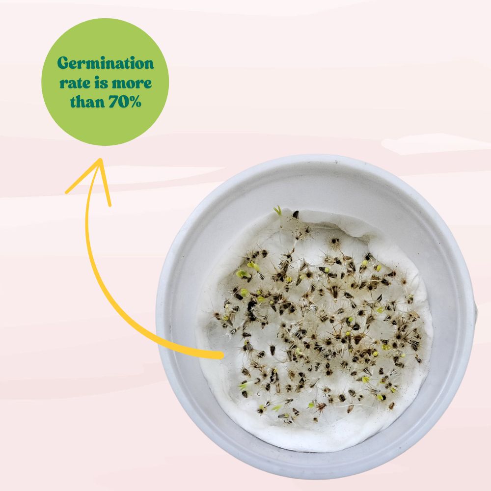 Gaillardia Aristata Mix Seeds (200 Seeds) Easy To Grow, High Germination, Perfect for pots, balconies, or Terrace gardens