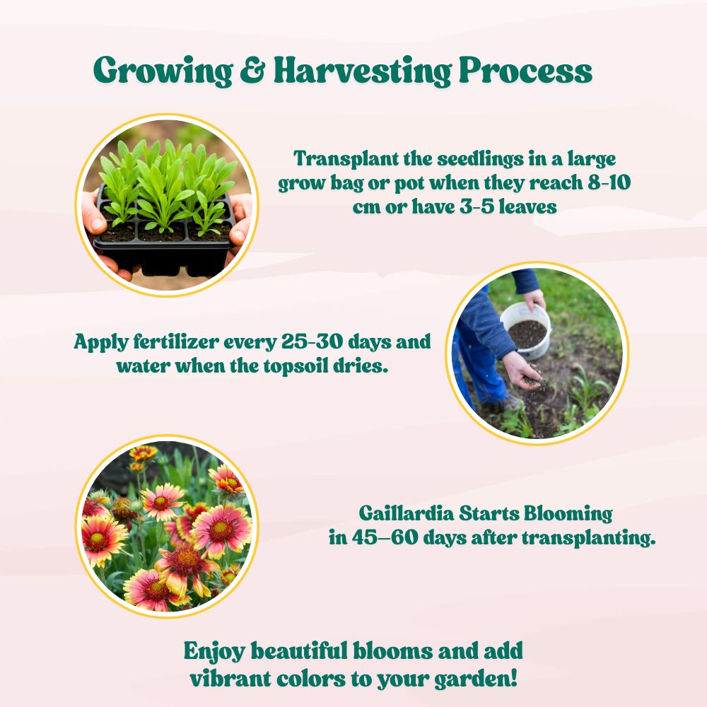 Gaillardia Aristata Mix Seeds (200 Seeds) Easy To Grow, High Germination, Perfect for pots, balconies, or Terrace gardens