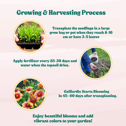 Gaillardia Aristata Mix Seeds (200 Seeds) Easy To Grow, High Germination, Perfect for pots, balconies, or Terrace gardens