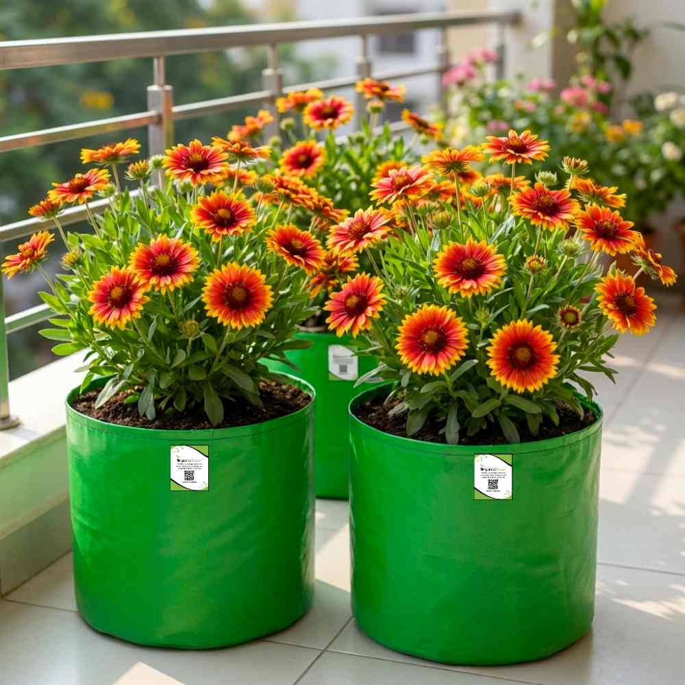 Gaillardia Aristata Mix Seeds (200 Seeds) Easy To Grow, High Germination, Perfect for pots, balconies, or Terrace gardens