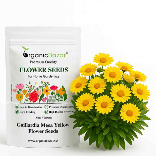 Gaillardia Mesa Yellow Flower Seeds (50 Seeds) High Germination/ Easy To grow/ Perfect for pots, balconies, or Terrace gardens