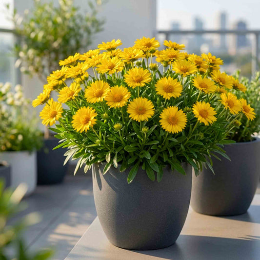 Gaillardia Mesa Yellow Flower Seeds (50 Seeds) High Germination/ Easy To grow/ Perfect for pots, balconies, or Terrace gardens