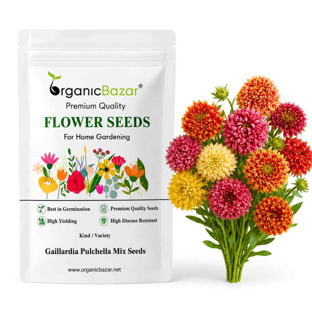 Gaillardia Pulchella Mix Seeds (200 Seeds) Easy To Grow, High Germination, Perfect for pots, balconies, or Terrace gardens