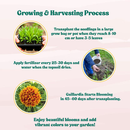 Gaillardia Pulchella Mix Seeds (200 Seeds) Easy To Grow, High Germination, Perfect for pots, balconies, or Terrace gardens