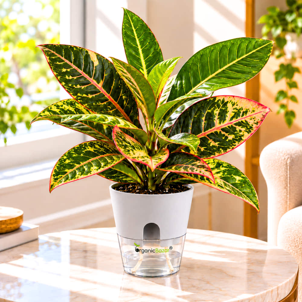 Croton Petra Live Plant