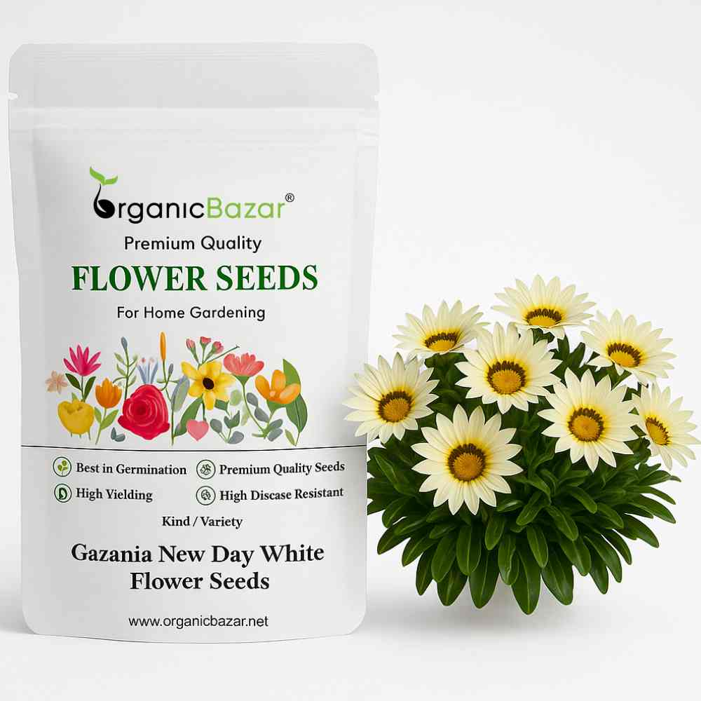 Gazania New Day White Flower Seeds (30 Seeds) High Germination/ Easy To grow/ Perfect for pots