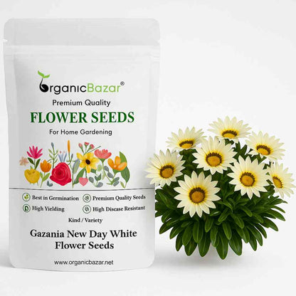 Gazania New Day White Flower Seeds (30 Seeds) High Germination/ Easy To grow/ Perfect for pots