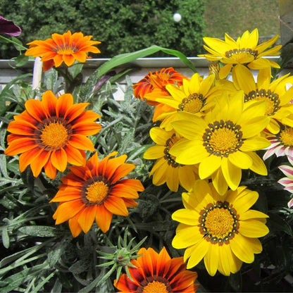 Gazania Sunshine Mix Seeds (150 Seeds) Easy To Grow, High Germination, Perfect for pots, balconies, or Terrace gardens